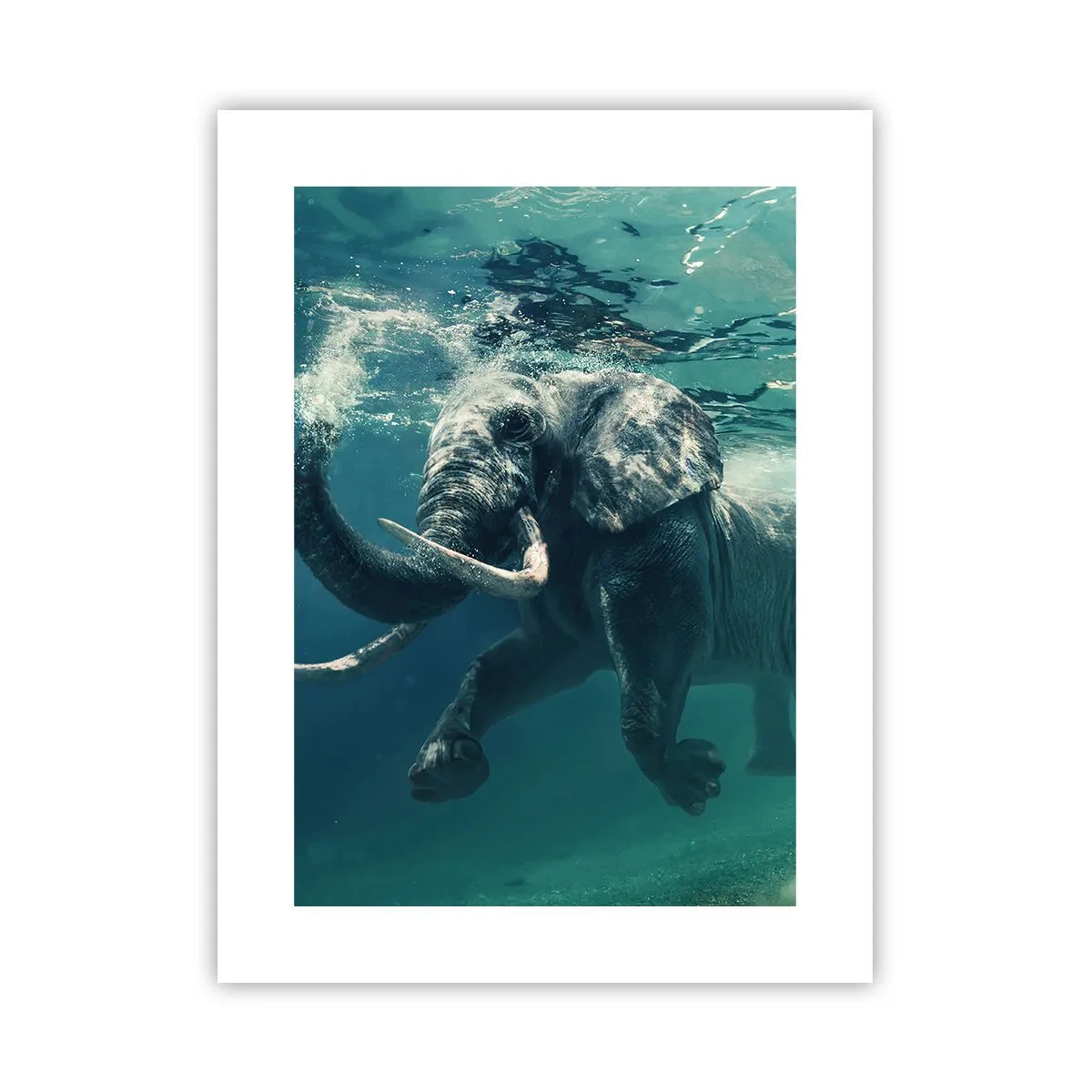 Poster - Tuturor le place să înoate - 30x40 cm