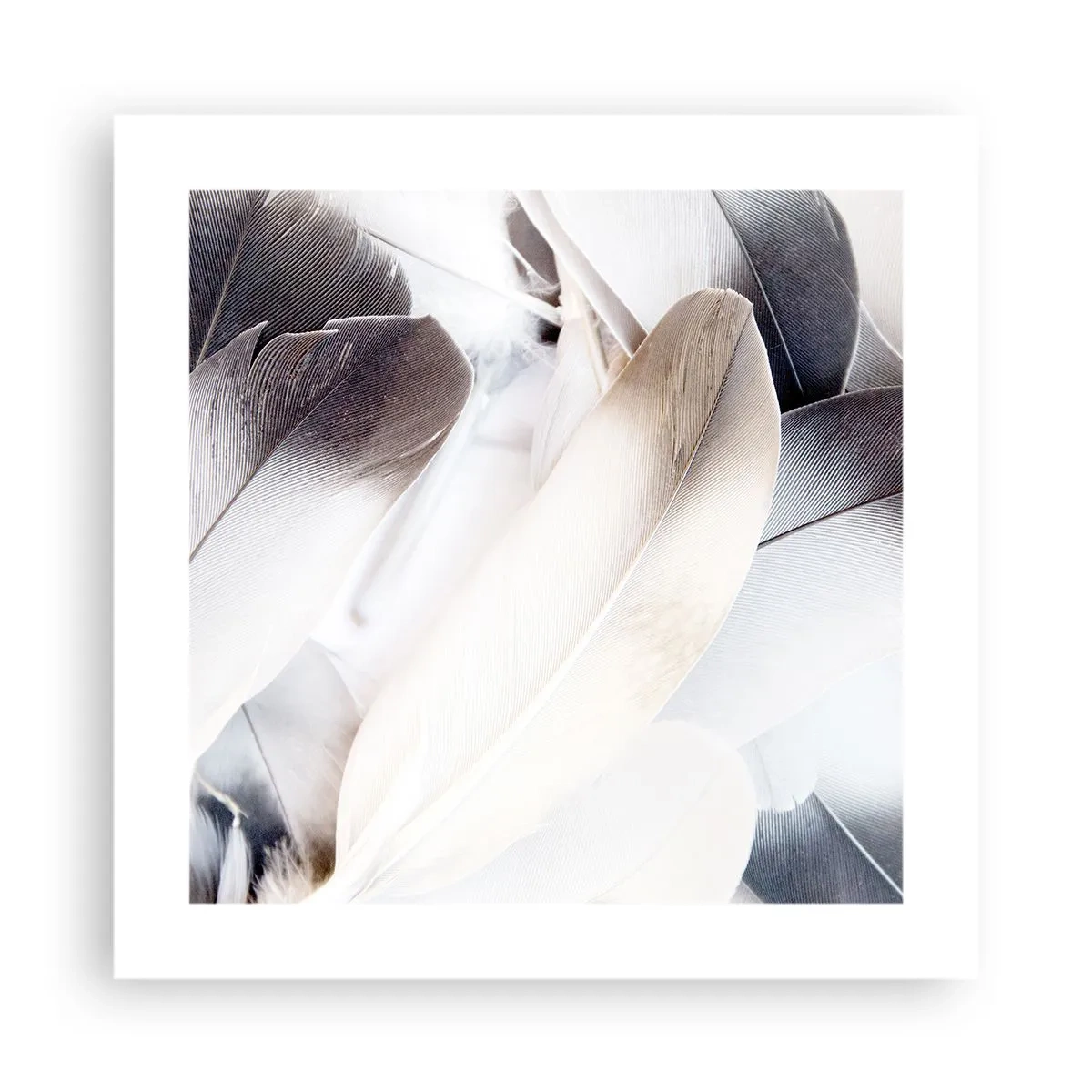 Poster - Aproape angelice - 40x40 cm