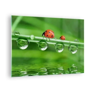 Tablou pe sticlă - Buburuze pe un fir de iarbă cu picături de rouă și reflexie în apă - 70x50cm - Pe drum toată vara - Decorațiune modernă pentru perete pentru living și dormitor ARTTOR