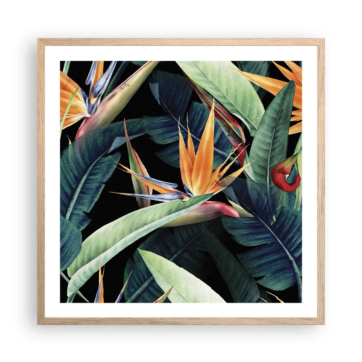 Poster în ramă de stejar deschis - Florile de flacără ale tropicelor - 60x60 cm