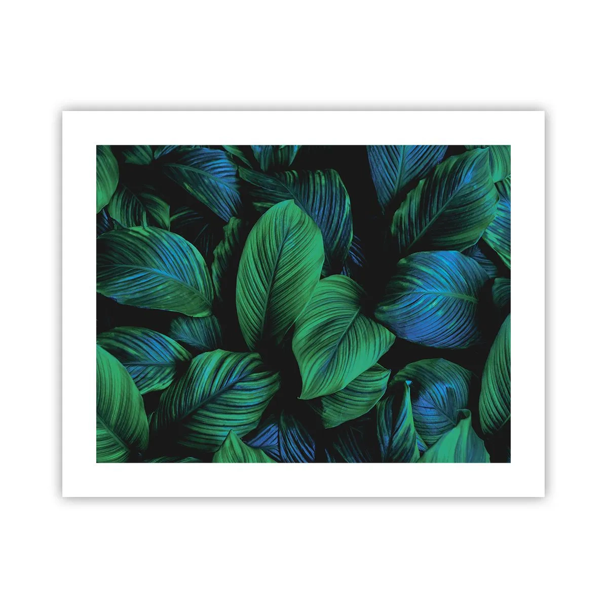 Poster - Traficul verde - 50x40 cm