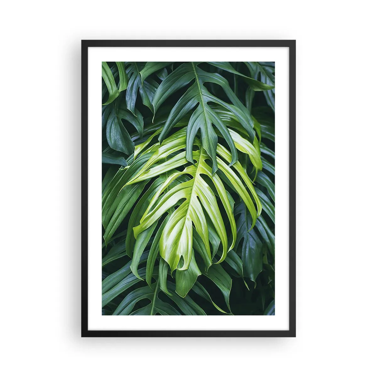 Poster în ramă neagră - Prim-plan cu frunze verzi de monstera - 50x70cm - Scufundă-te în prospețime - Decorațiune modernă pentru perete pentru living și dormitor ARTTOR