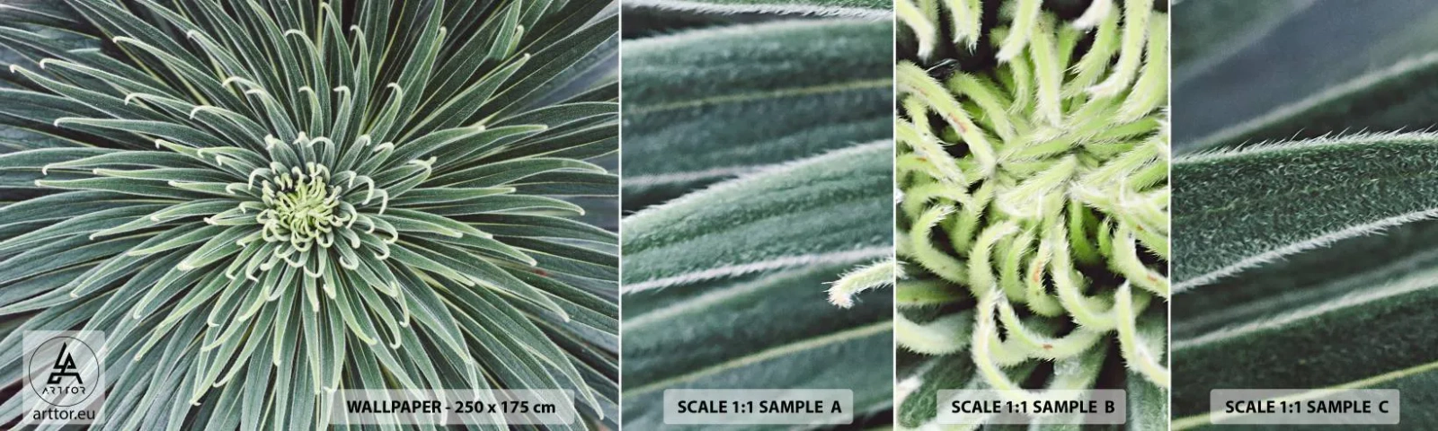 Mostră de Tapet Standard Eco - Nașterea unei stele - Floare de agave, Agavă, Flori - 100x30 cm