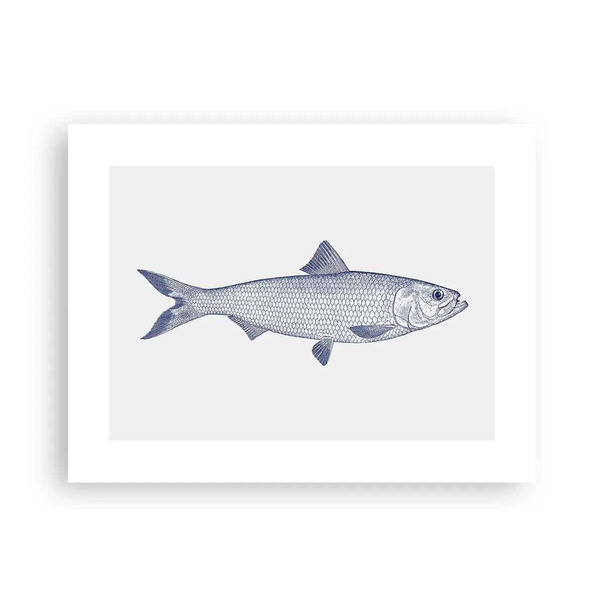 Poster - Salutări din mările nordice - 40x30 cm