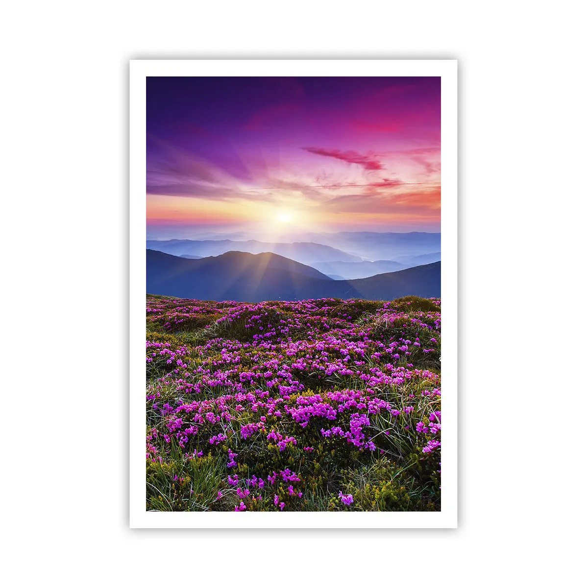 Poster - Ierburile proaspete miroseau puternic - 70x100 cm