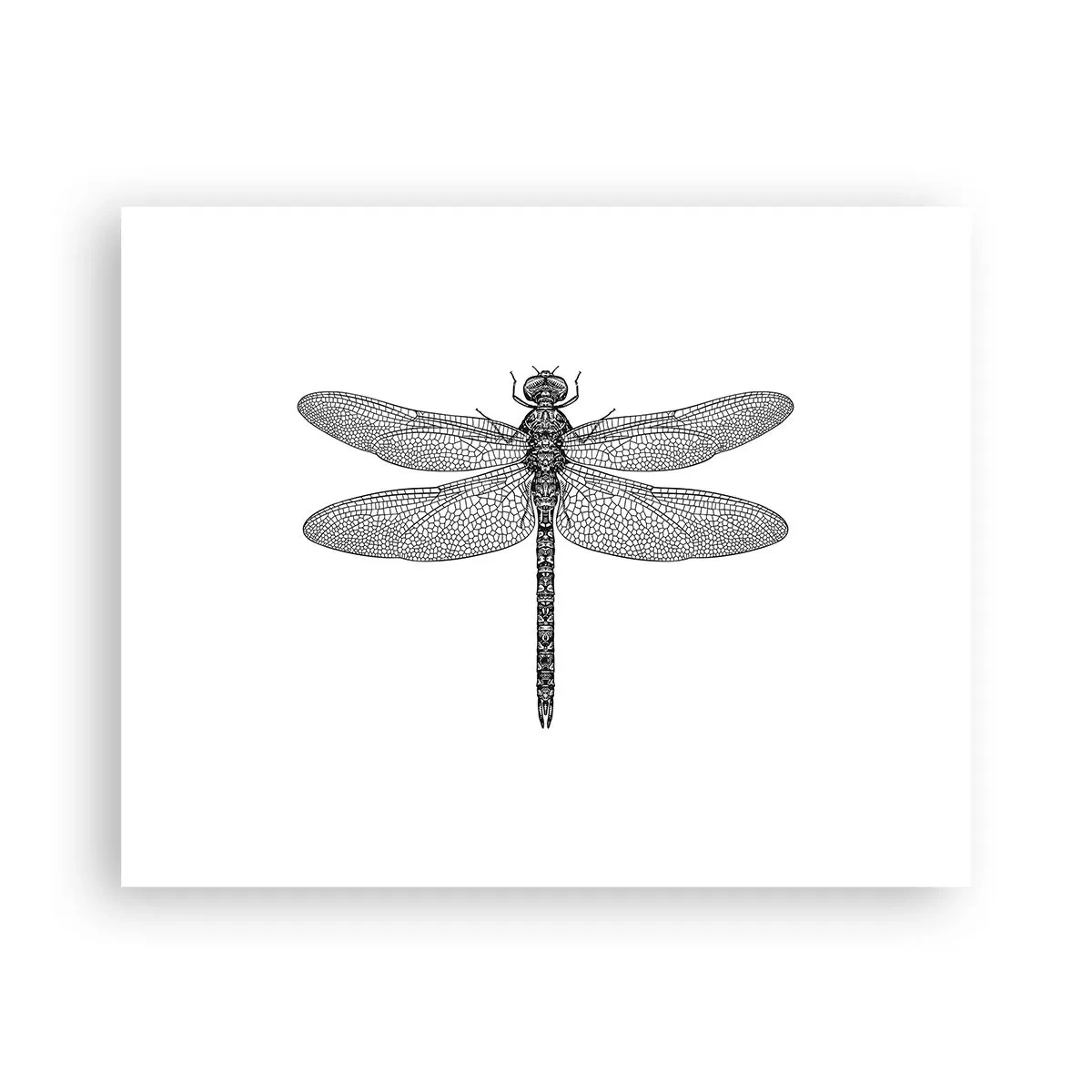 Poster - Precizia naturii - 50x40 cm