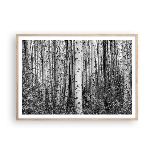 Poster în ramă de stejar deschis - Coloane de mesteacăn - 100x70 cm