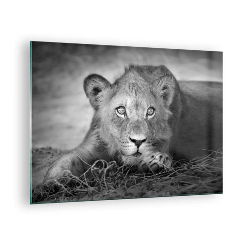 Tablou pe sticlă - Un pui de leu în alb și negru care se uită fix la cameră - 70x50cm - Pisicuța regală - Decorațiune modernă pentru perete pentru living și dormitor ARTTOR
