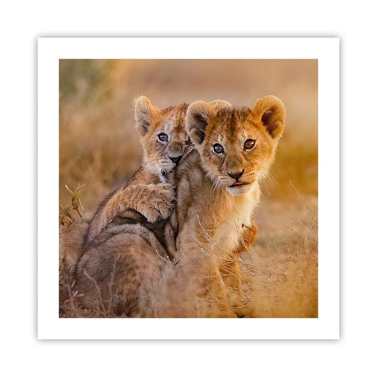 Poster - Nu deranjați! Ne distrăm - 50x50 cm