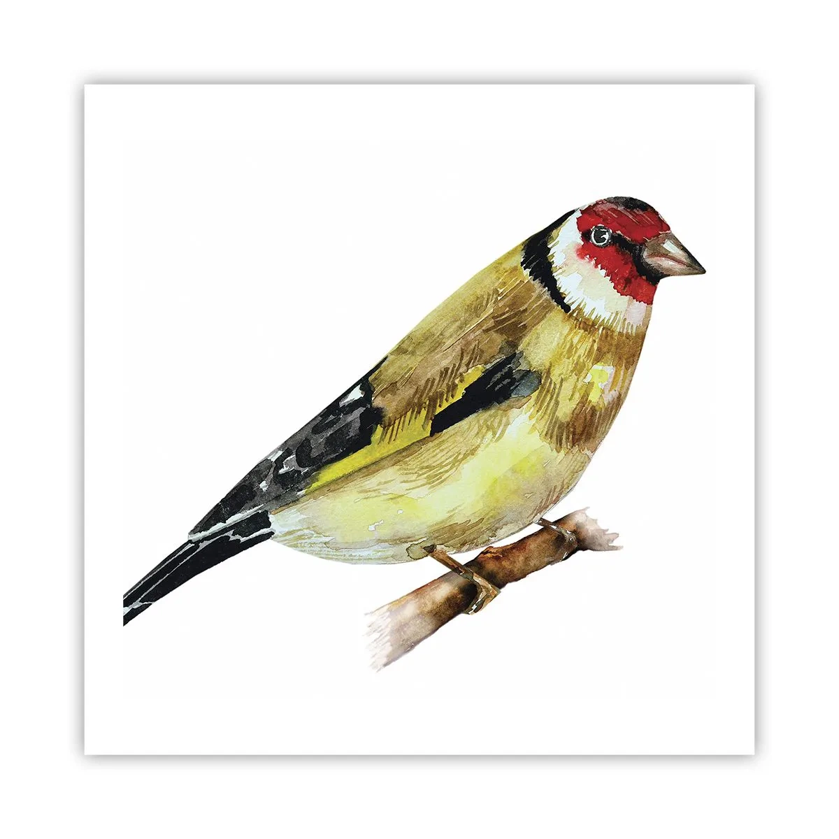 Poster - Portret de pasăre - 60x60 cm