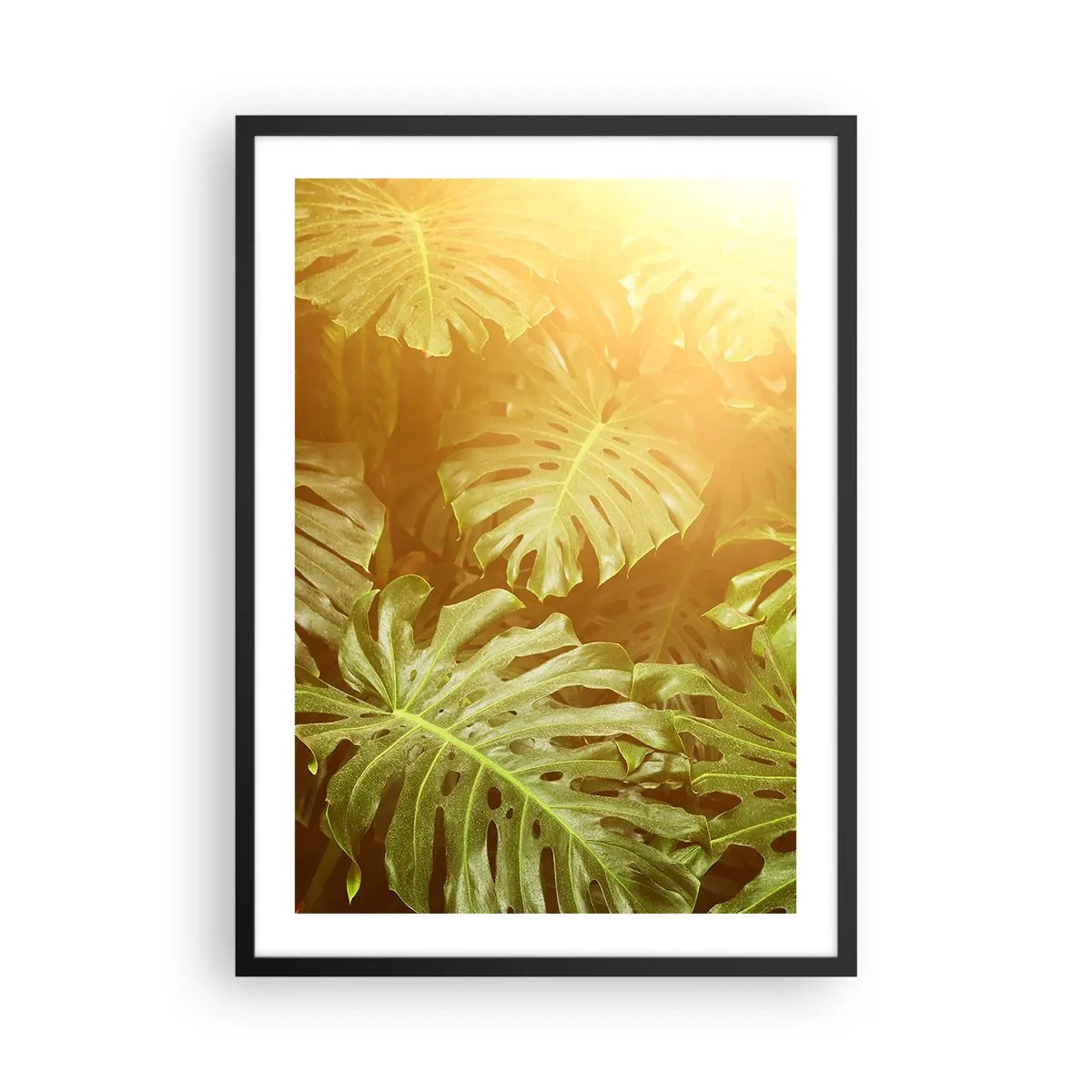 Poster în ramă neagră - Frunze de Monstera în razele soarelui creând o atmosferă tropicală - 50x70cm - Poftiți în verde - Decorațiune modernă pentru perete pentru living și dormitor ARTTOR