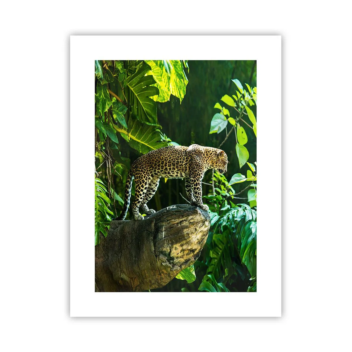 Poster - La vânătoare? - 30x40 cm
