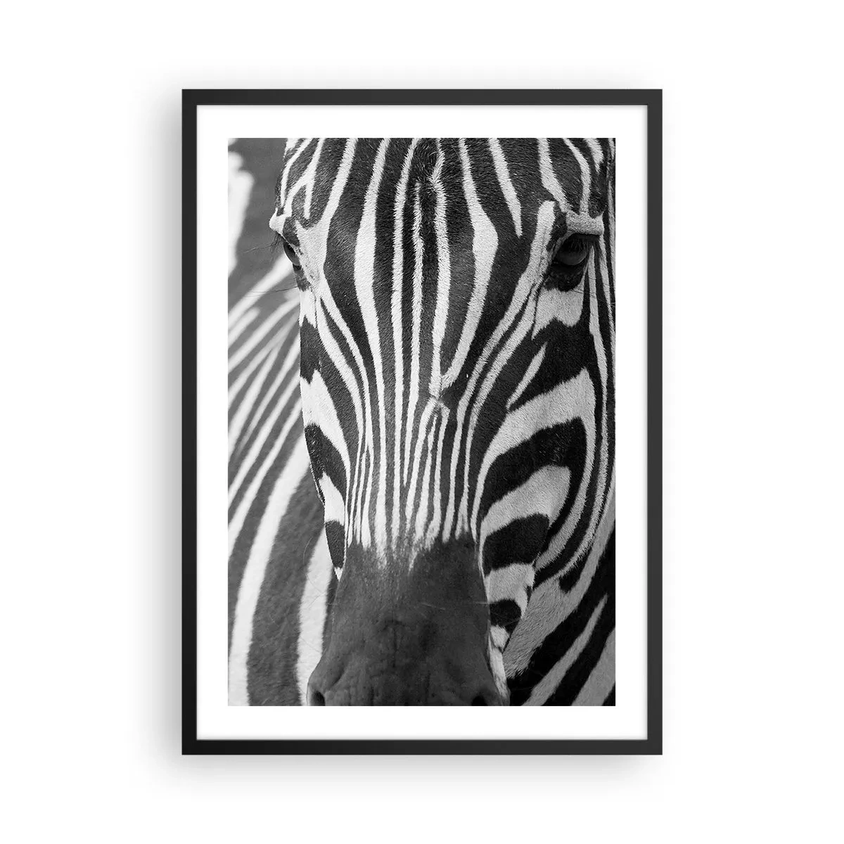 Poster în ramă neagră - Portretul unei zebre într-o compoziție alb-negru - 50x70cm - Lumea e albă și neagră - Decorațiune modernă pentru perete pentru living și dormitor ARTTOR