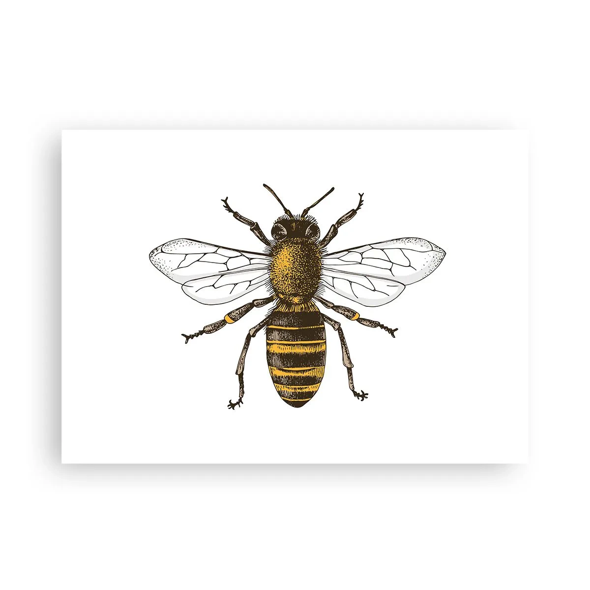 Poster - Frumoasă și bună - 70x50 cm