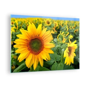 Tablou pe sticlă - Un câmp de floarea-soarelui în plină floare sub un cer albastru - 70x50cm - Sute de sori se aprind în flăcări - Decorațiune modernă pentru perete pentru living și dormitor ARTTOR