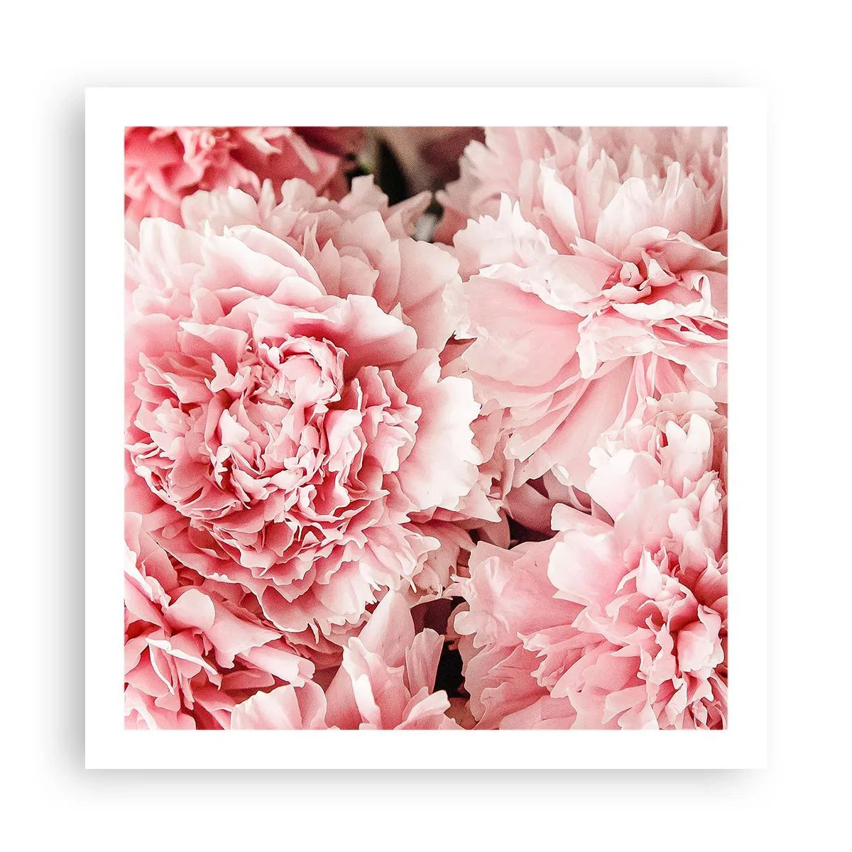Poster - Visul roz - 60x60 cm
