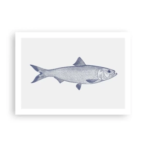 Poster - Salutări din mările nordice - 70x50 cm