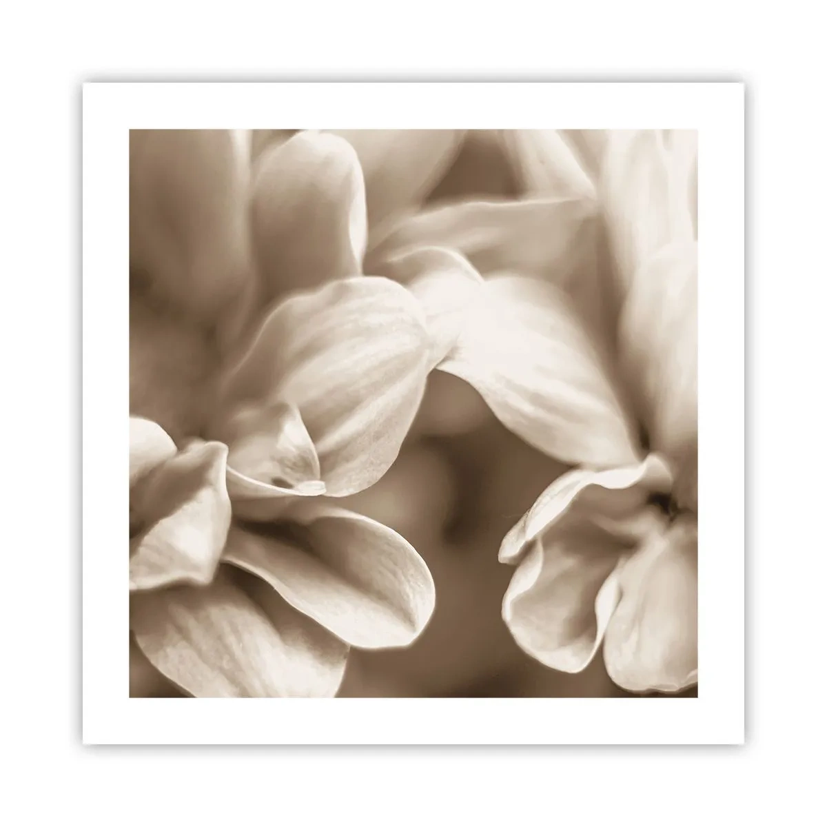 Poster - Blânde ca un zâmbet - 50x50 cm