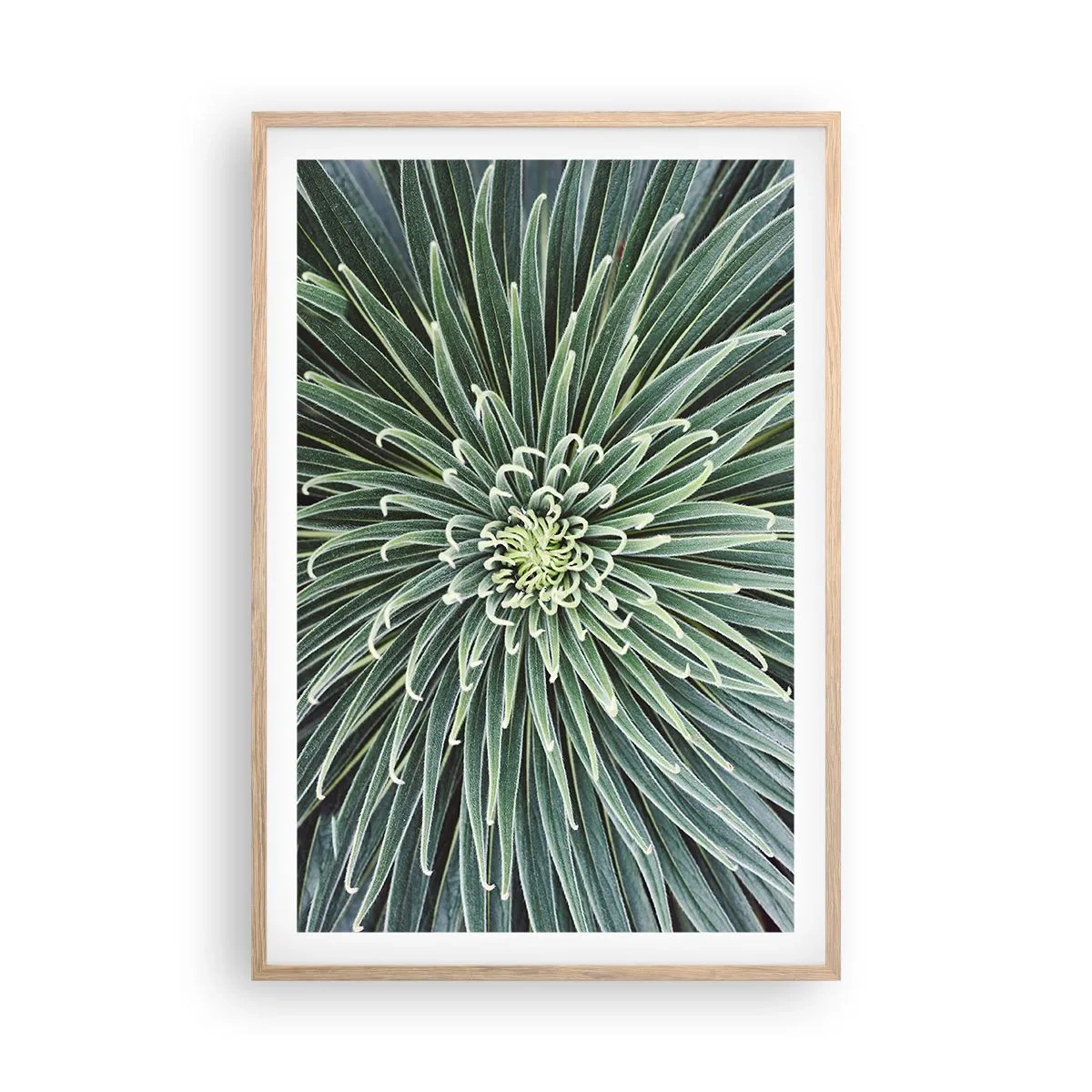 Poster în ramă de stejar deschis - Nașterea unei stele - 61x91 cm