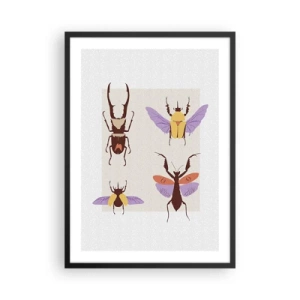 Poster în ramă neagră - Gândaci colorați pe un fundal deschis - 50x70cm - Lumea insectelor - Decorațiune modernă pentru perete pentru living și dormitor ARTTOR