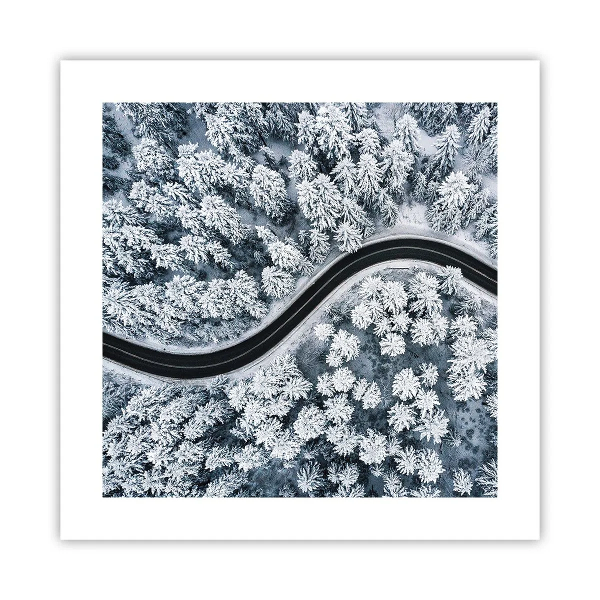 Poster - Prin pădurea de iarnă - 40x40 cm