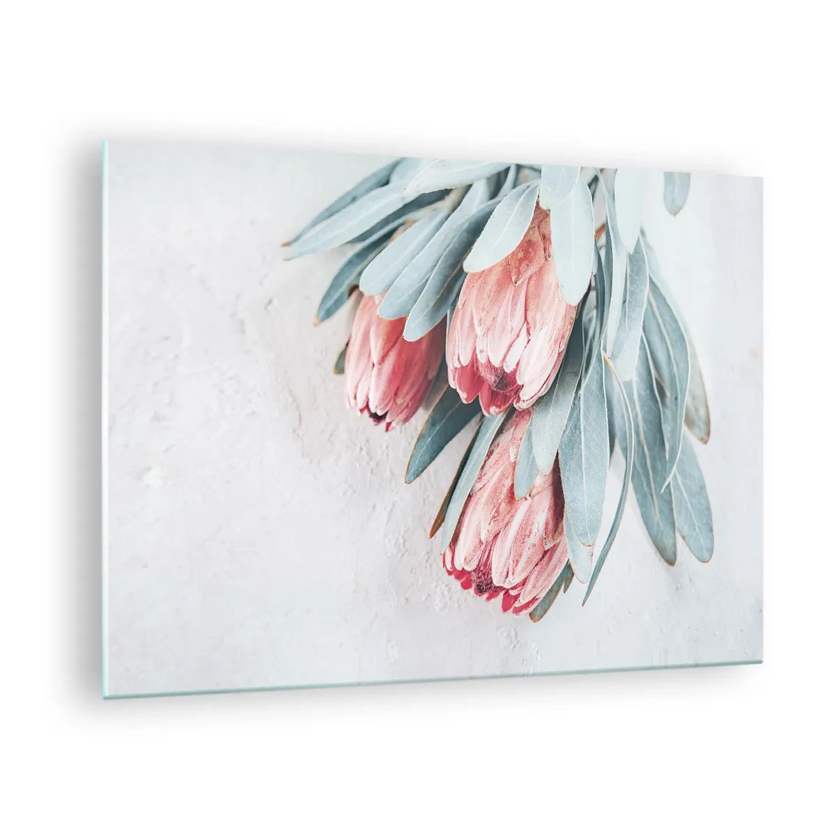 Tablou pe sticlă - Trei flori pastelate de protea cu frunze pe un fundal deschis - 70x50cm - Rușinate de propria lor frumusețe - Decorațiune modernă pentru perete pentru living și dormitor ARTTOR