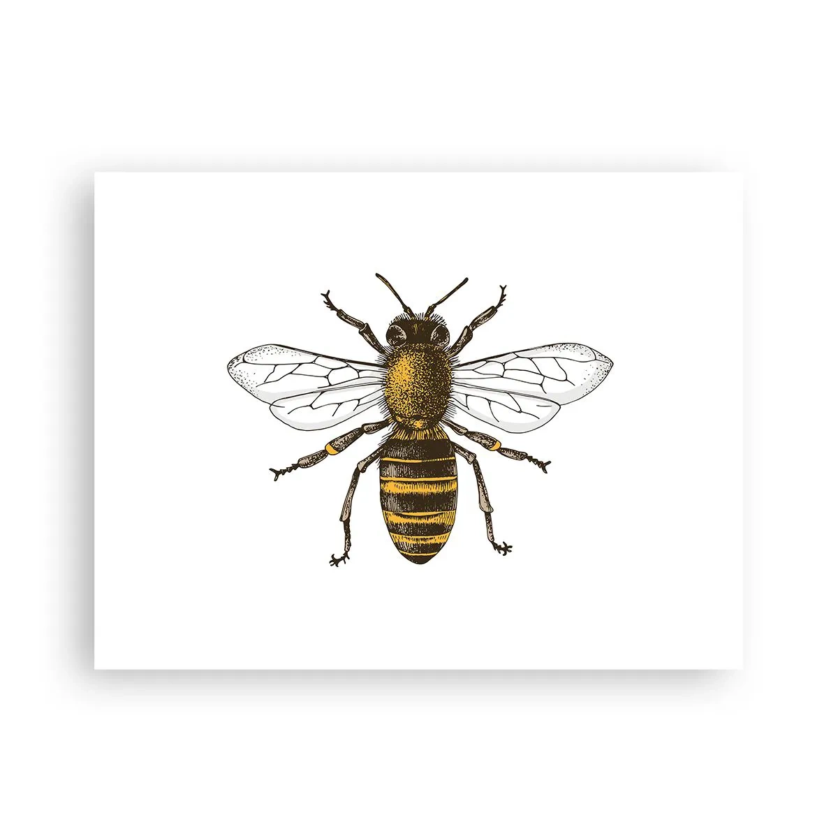 Poster - Frumoasă și bună - 40x30 cm