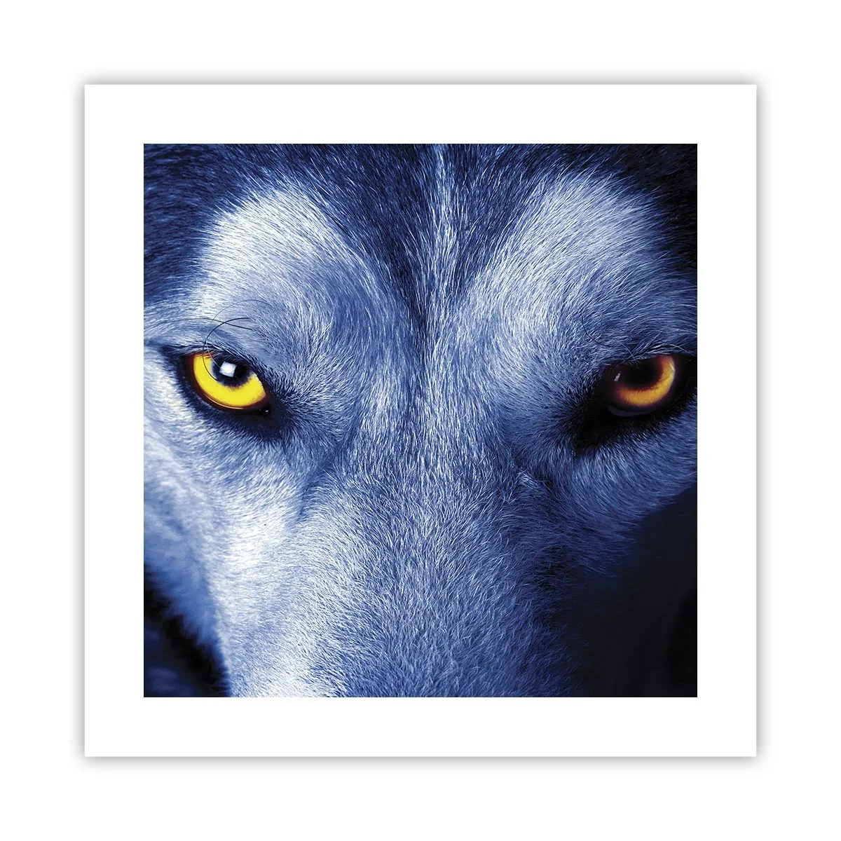 Poster - O privire hipnotizantă - 40x40 cm