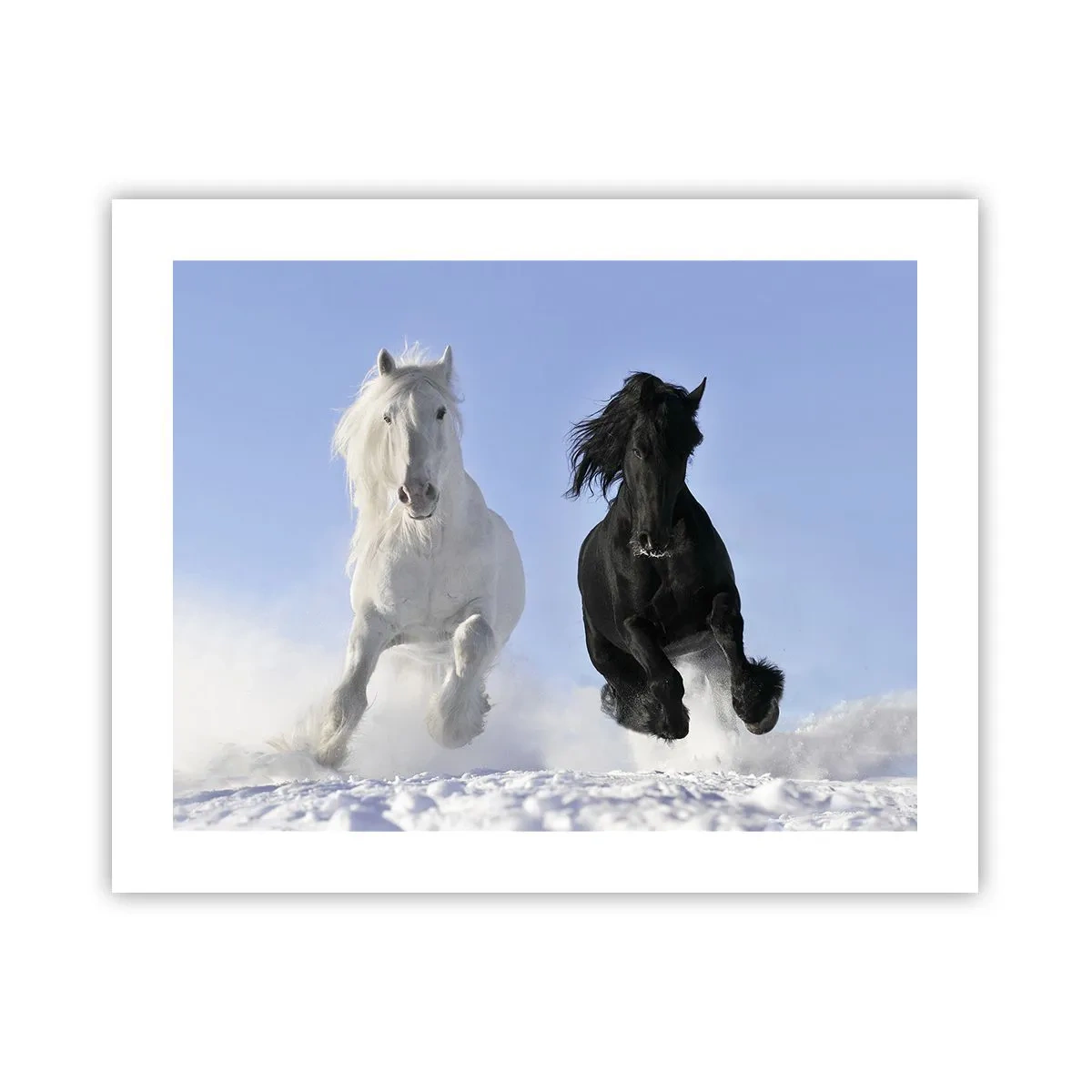 Poster - Galop de alb și negru - 50x40 cm