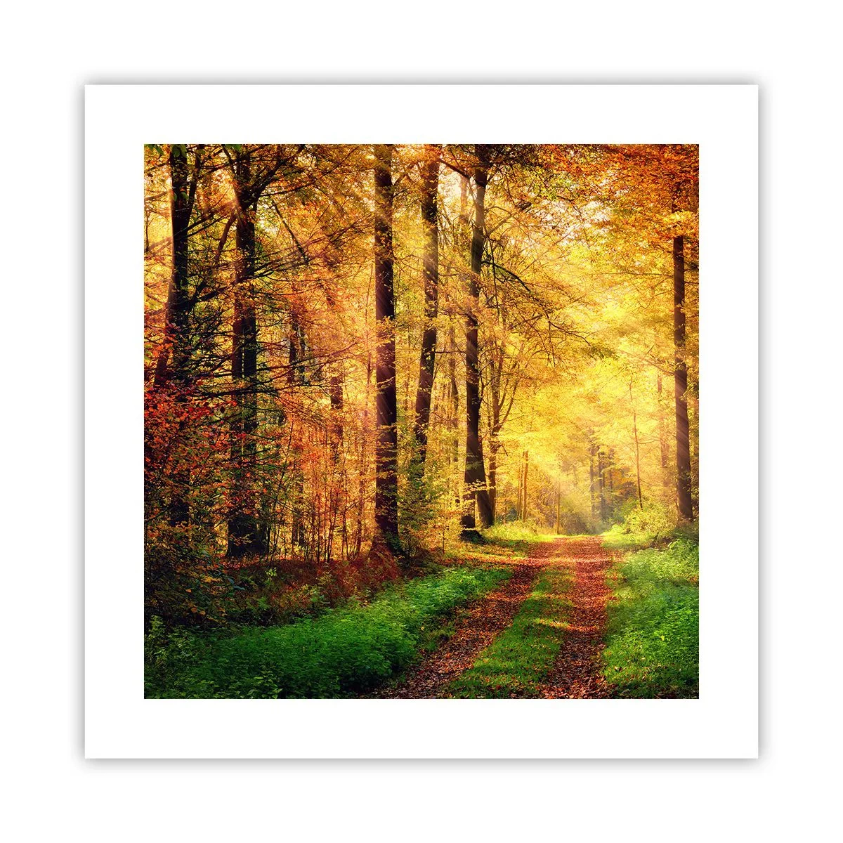 Poster - Tăcere de aur de pădure - 40x40 cm