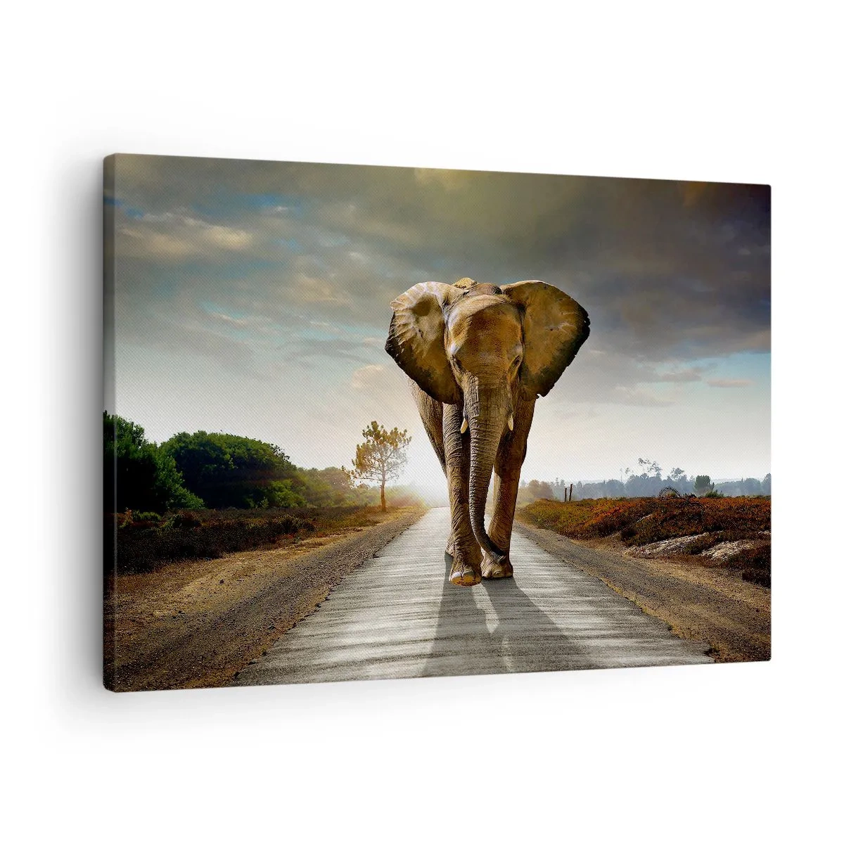 Tablou pe pânză Canvas - Un elefant mergând pe un drum printr-un peisaj la apus - 70x50cm - Și-a pierdut cipicii... - Decorațiune modernă pentru perete pentru living și dormitor ARTTOR