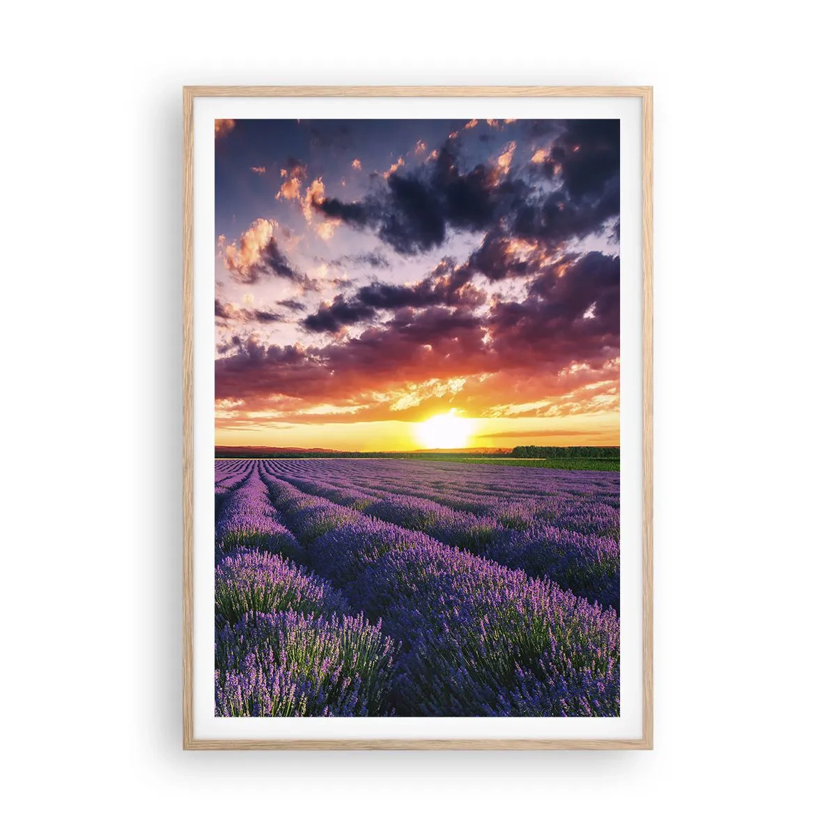 Poster în ramă de stejar deschis - Lumea lavandei - 70x100 cm
