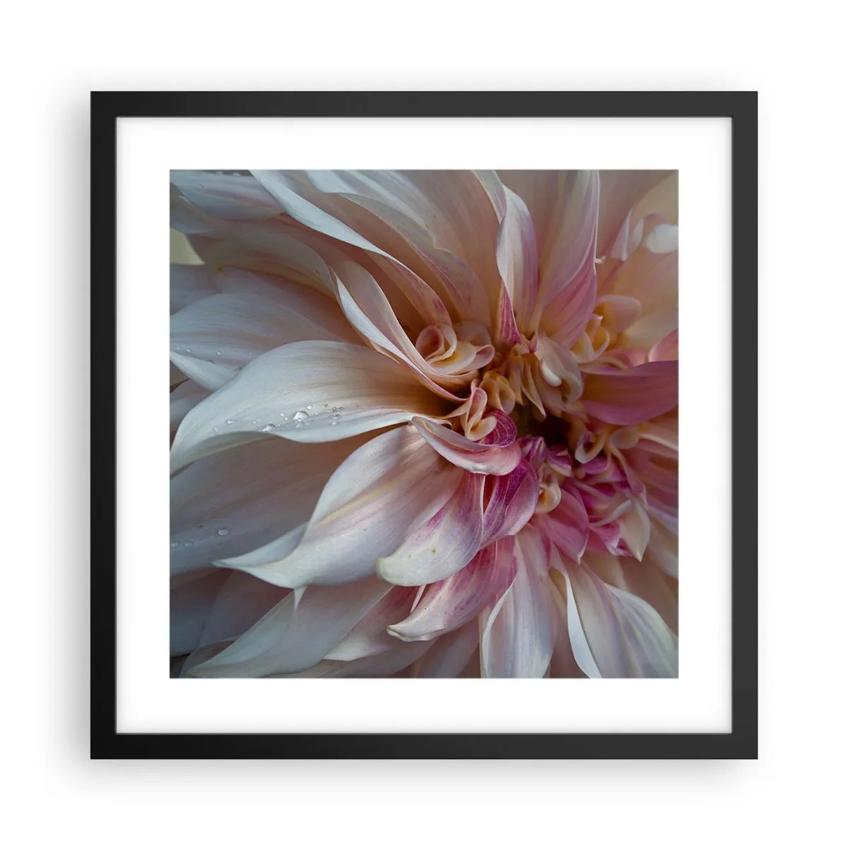 Poster în ramă neagră - Prospețime înfloritoare - 40x40 cm