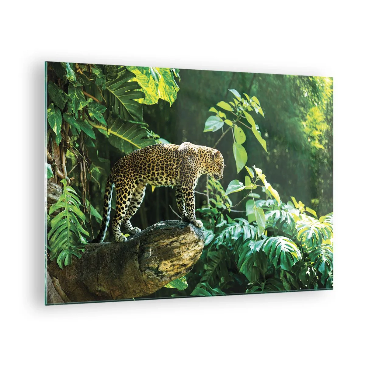 Tablou pe sticlă - Leopard pe o stâncă în jungla tropicală - 70x50cm - La vânătoare? - Decorațiune modernă pentru perete pentru living și dormitor ARTTOR
