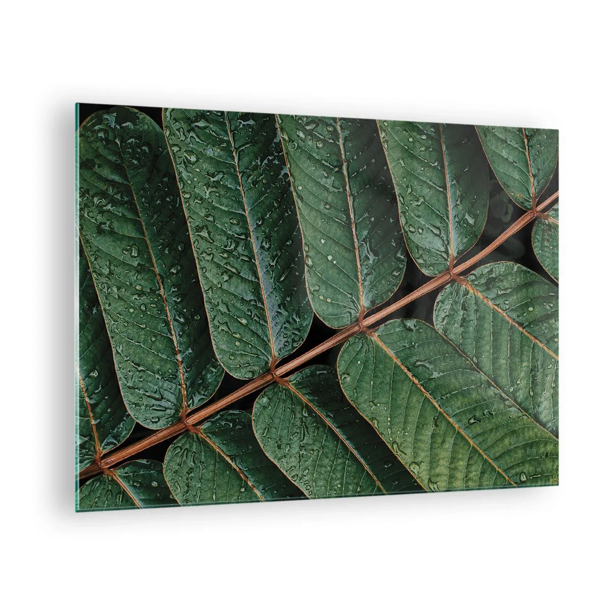 Tablou pe sticlă - Prim-plan cu frunze verzi cu picături de apă - 70x50cm - Într-un ritm verde - Decorațiune modernă pentru perete pentru living și dormitor ARTTOR