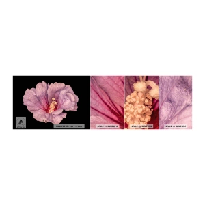 Mostră tapet autocolant Deluxe Sticker - Direct la inimă - Floare, Bucată, Grafică - 100x30 cm