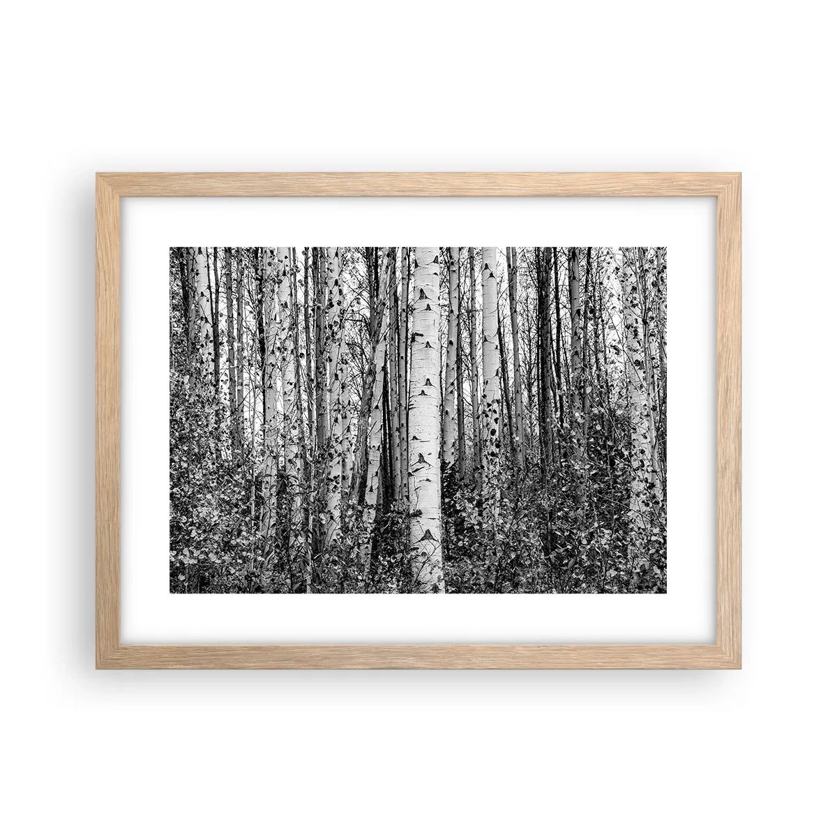 Poster în ramă de stejar deschis - Coloane de mesteacăn - 40x30 cm