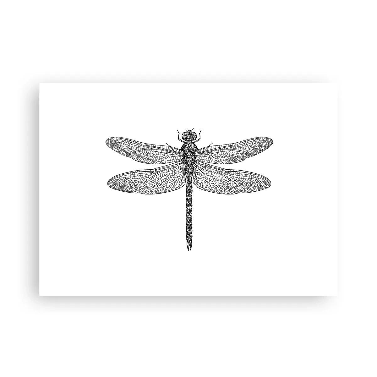 Poster - Precizia naturii - 70x50 cm