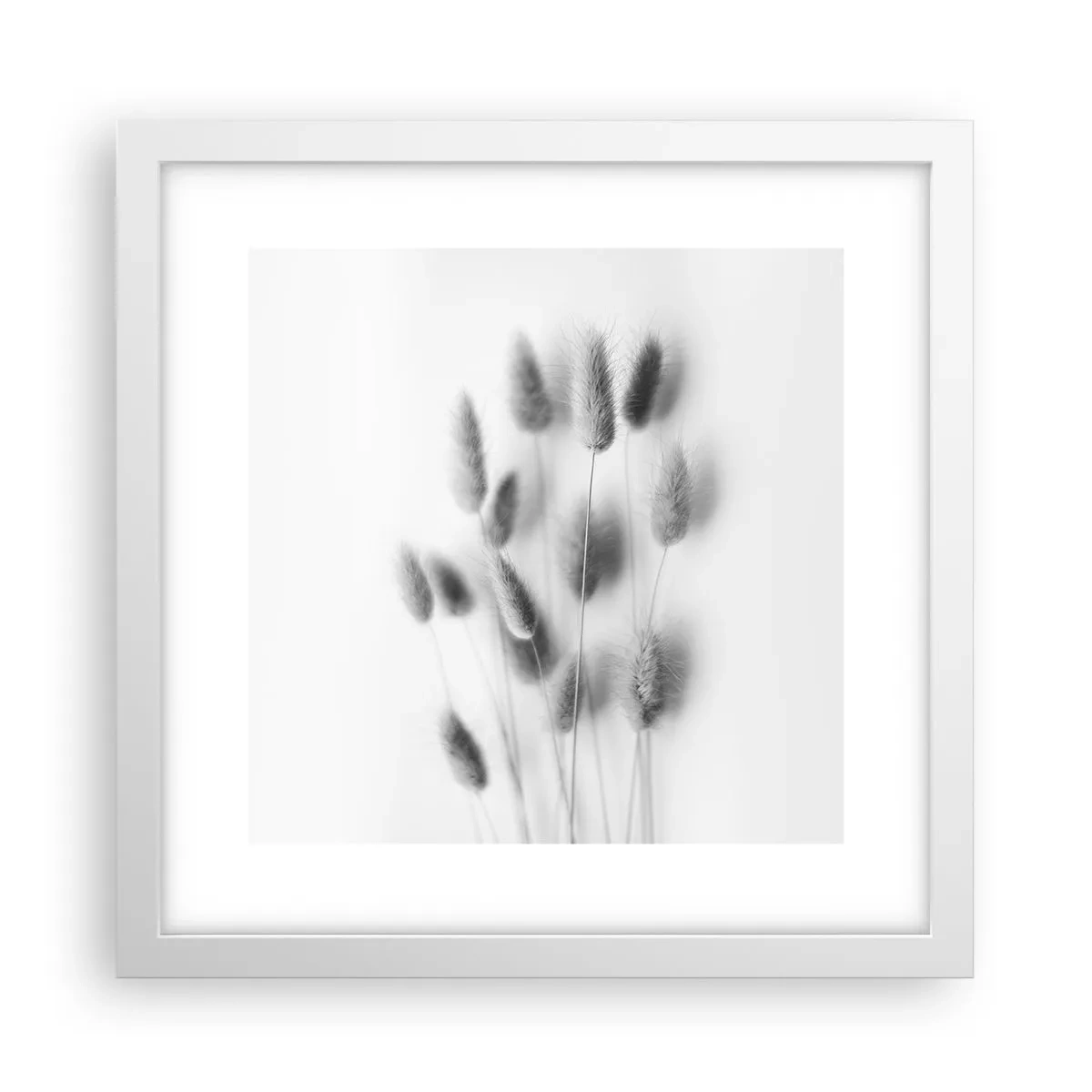 Poster în ramă albă - Pufoșenia ierbii - 30x30 cm