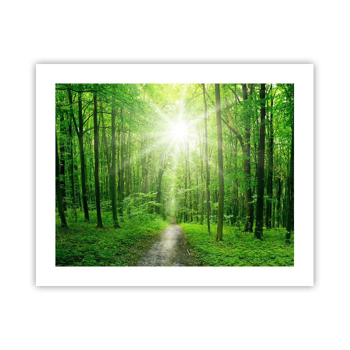 Poster - Catedrala verde - 50x40 cm