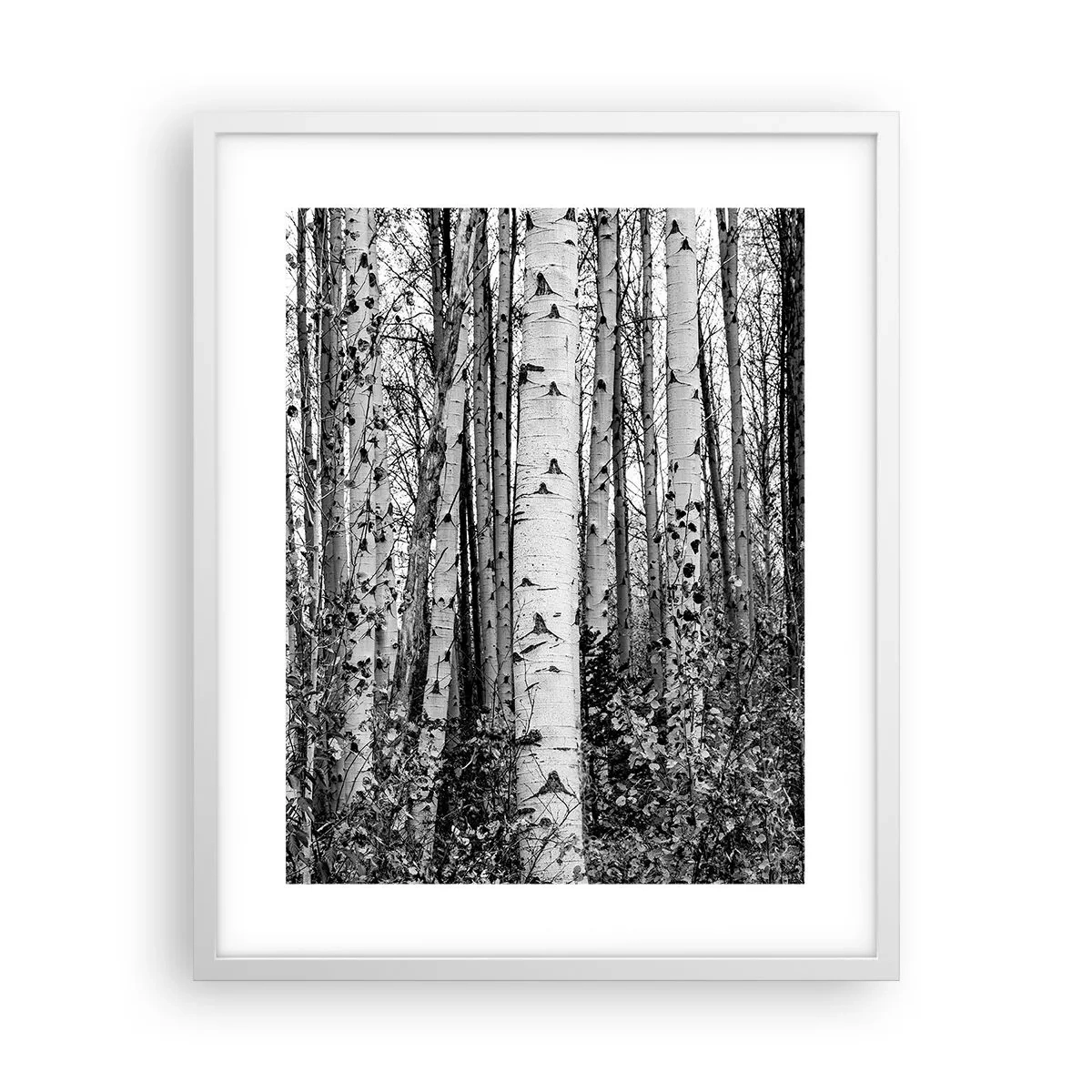 Poster în ramă albă - Coloane de mesteacăn - 40x50 cm