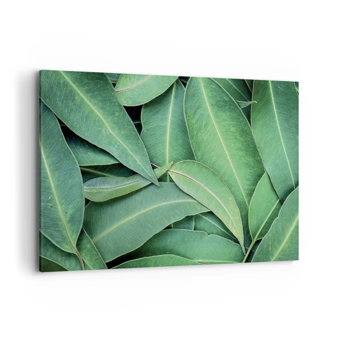 Tablou pe pânză - Suculente și proaspete - 120x80 cm