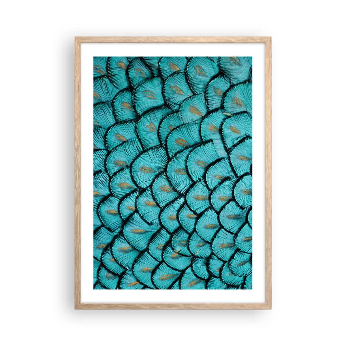 Poster în ramă de stejar deschis - Marea gală a penelor - 50x70 cm