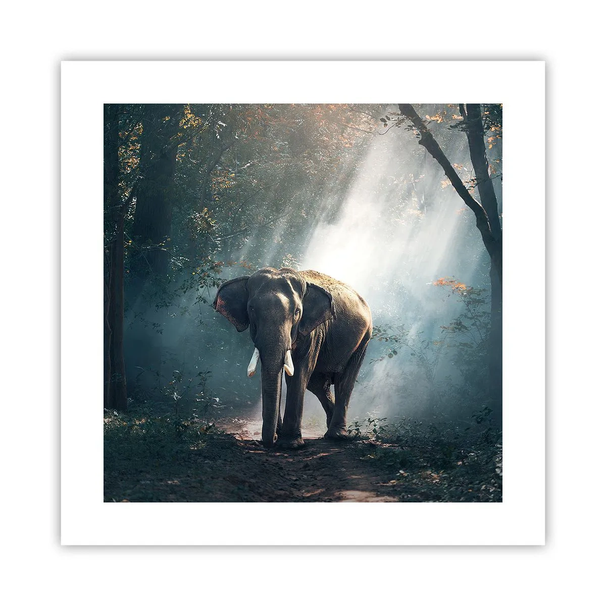 Poster - O plimbare liniștită - 40x40 cm