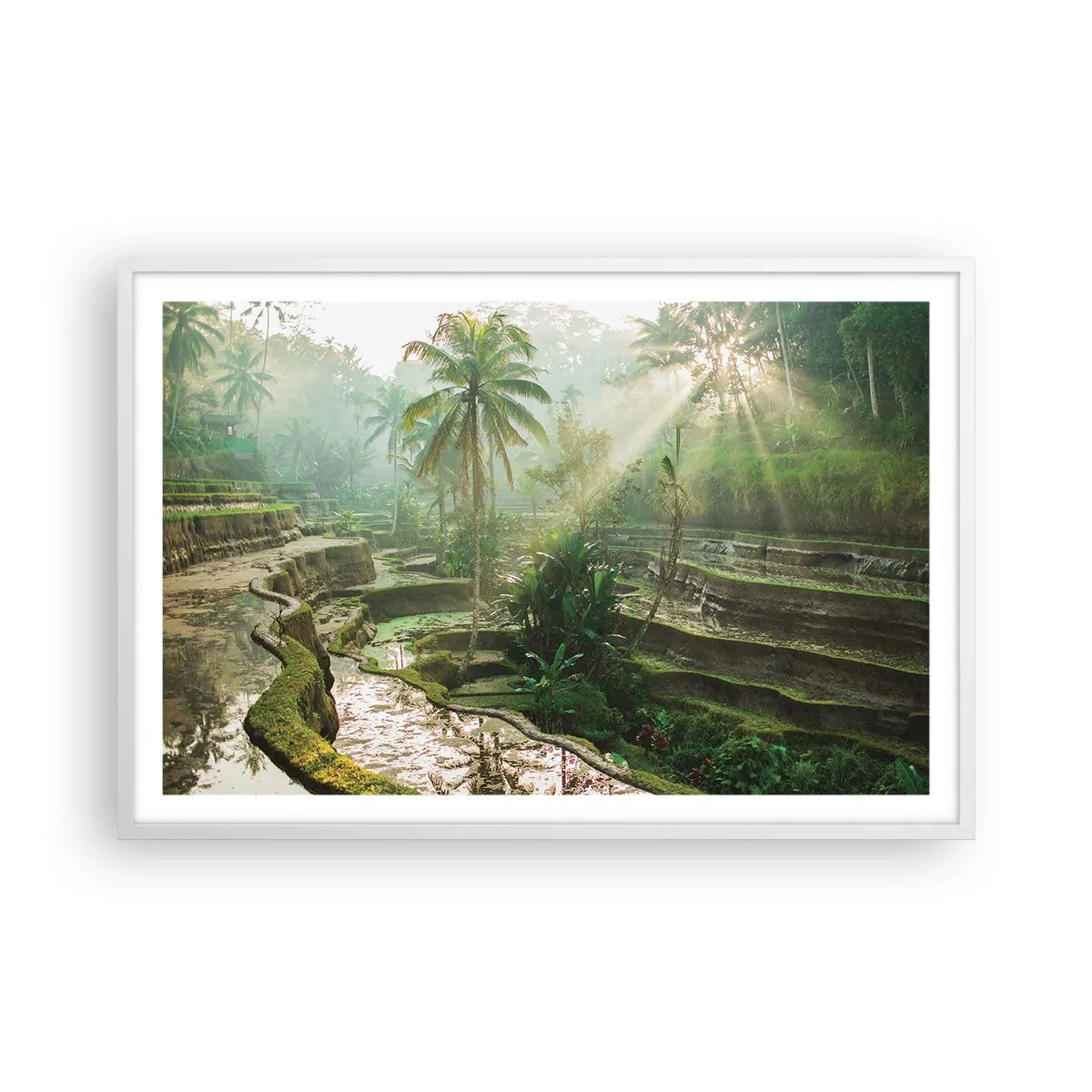 Poster în ramă albă - Crescând la soare - 91x61 cm