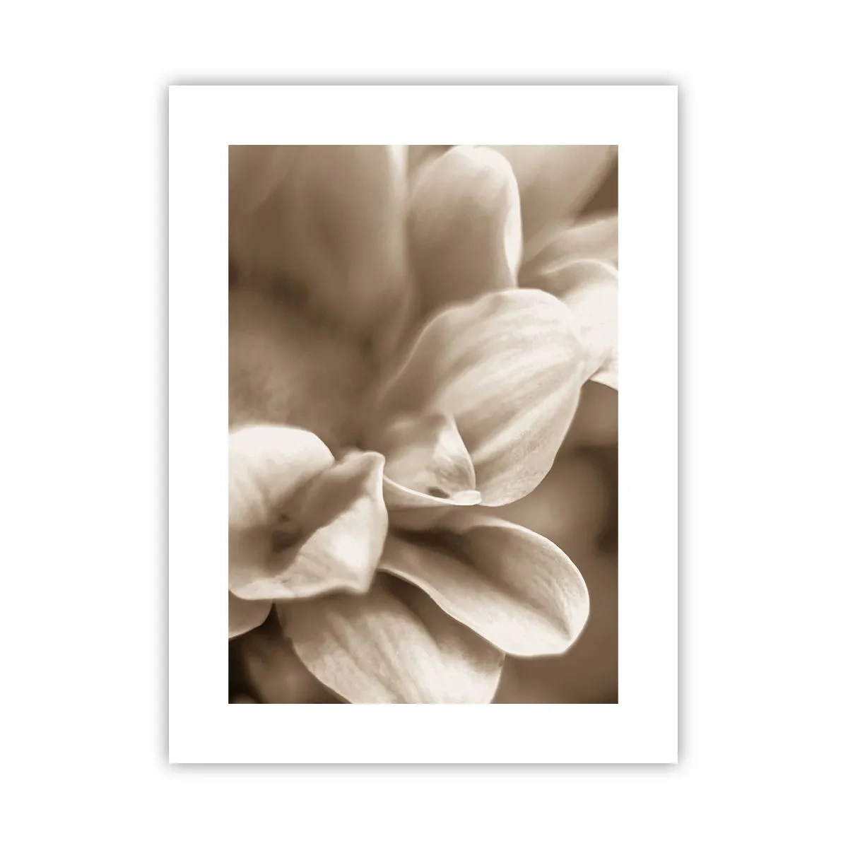 Poster - Blânde ca un zâmbet - 30x40 cm