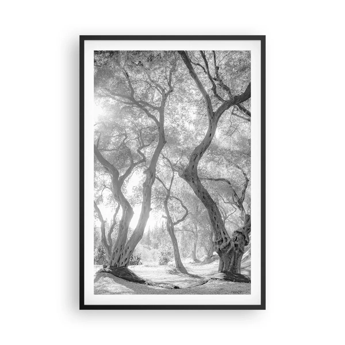 Poster în ramă neagră - Într-o livadă de măslini - 61x91 cm