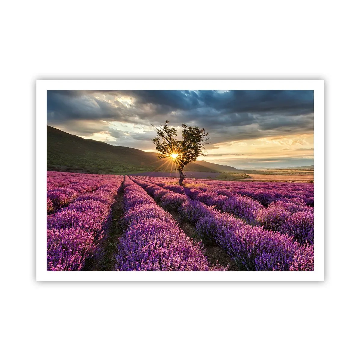 Poster - Aroma în liliac - 100x70 cm