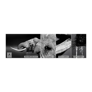 Mostră tapet autocolant Deluxe Sticker - Da, e bine acum - Animale, Elefant, Africa - 100x30 cm