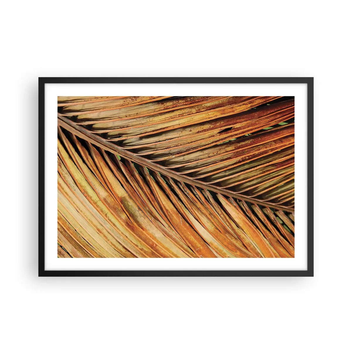 Poster în ramă neagră - Aur de nucă de cocos - 70x50 cm